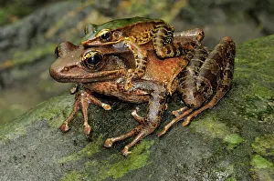 Quang: Green backed frogs mating