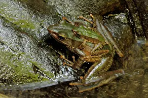 Quang: Green backed frogs mating