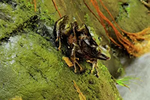 Quang: Green backed frogs mating