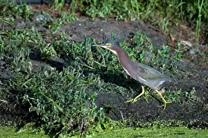 Striatus: Green-backed Heron