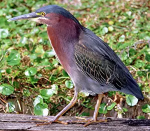 Striatus: Green-backed Heron