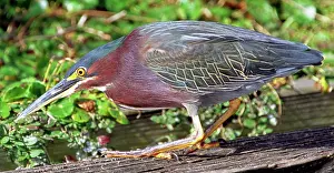 Striatus: Green-backed Heron