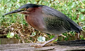 Striatus: Green-backed Heron