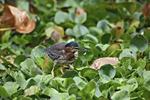 Striatus: Green-backed Heron