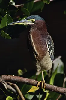 Striatus: Green-backed Heron