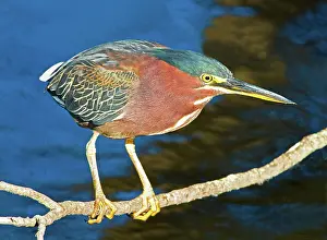 Striatus: Green-backed Heron