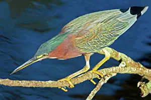 Striatus: Green-backed Heron
