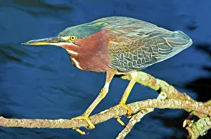 Striatus: Green-backed Heron