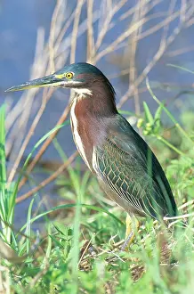 Striatus: Green Backed Heron