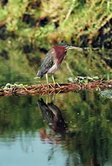 Striatus: Green-Backed Heron