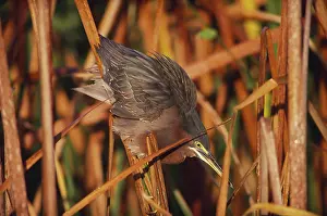 Striatus: Green-Backed Heron