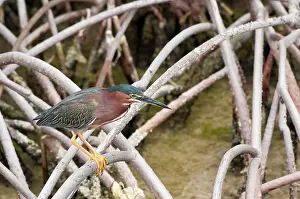 Virescens: Green-backed Heron adult in middle of a Mangrovian forest