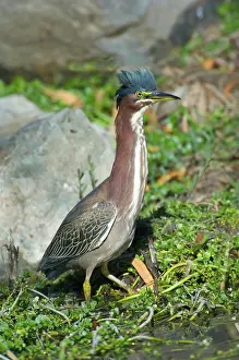 Virescens: Green-backed Heron (Butorides virescens)