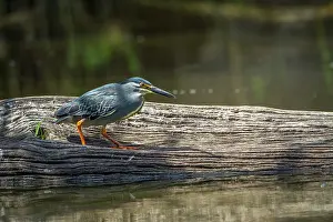 Striatus: Green-backed heron in Kruger National park, South