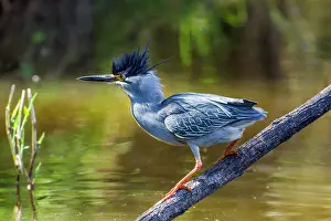 Striatus: Green-backed heron in Kruger National park, South