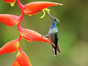 Backed: Green Backed Hillstar Hummingbird - on heliconia