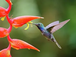 Backed: Green Backed Hillstar Hummingbird - on heliconia