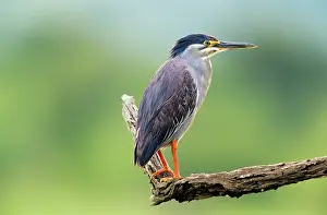 Butorides: Green-backed / Striated HERON - on branch
