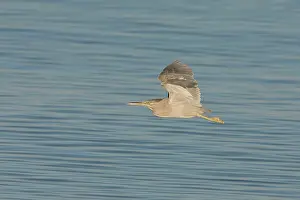 Striata: Green-backed / Striated Heron - In flight