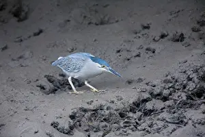 Striata: Green-backed / Striated Heron - Hunting for prey