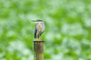 Striata: Green-backed / Striated Heron - on post - water