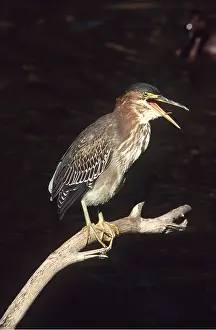 Striated: Green-backed / Striated / Mangrove HERON - perched