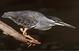 Clem Haagner: Green-backed / Striated / Mangrove HERON - by water
