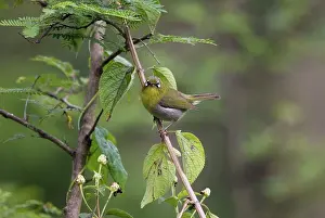 Zosterops: Green-backed White-eye