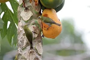 Pawpaw: Green-backed White-eyes - feeding on pawpaw