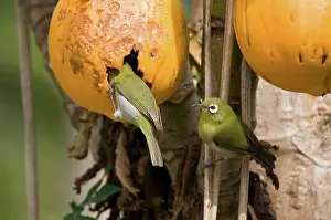 Pawpaw: Green-backed White-eyes feeding on pawpaw