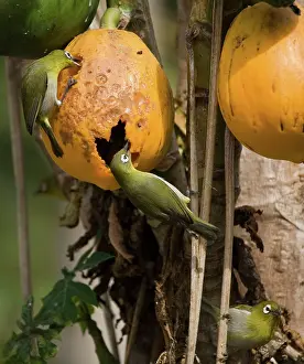 Pawpaw: Green-backed White-eyes - feeding on pawpaw