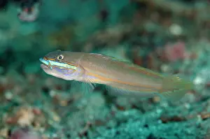 Randalli: Green-band Sleeper-Goby Kareko Point dive site