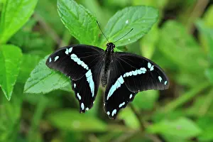 Swallowtails: Green-banded Swallowtail Butterfly