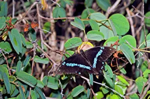 Worn: Green-banded Swallowtail Butterfly - well-worn