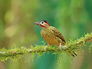 Green Barred Woodpecker Colaptes melanochloros Atlantic