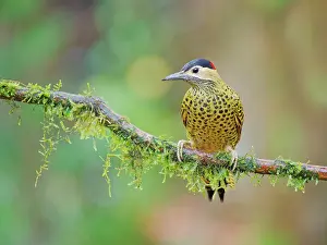 Bill Coster: Green Barred Woodpecker Colaptes melanochloros Atlantic