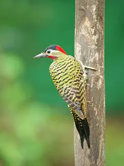 Bill Coster: Green Barred Woodpecker Colaptes melanochloros Atlantic