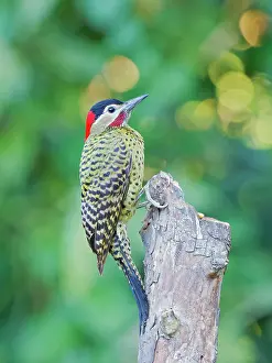 Bill Coster: Green Barred Woodpecker Colaptes melanochloros Atlantic