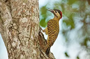 Colaptes: Green-barred Woodpecker female with bill open on tree trunk