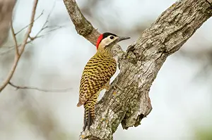 Colaptes: Green-barred Woodpecker female on tree branch