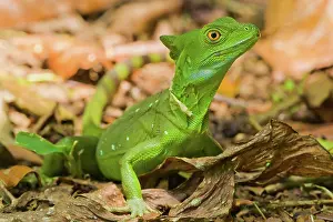 Plumifrons: Green Basilisk