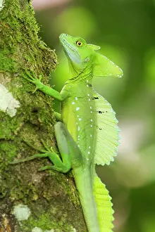 Lowlands: Green Basilisk