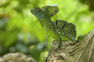 Tortuguero: Green Basilisk