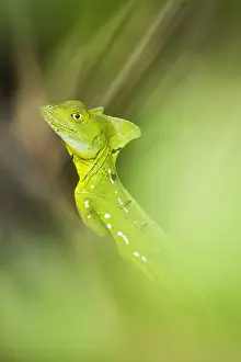 Plumifrons: Green Basilisk (Basiliscus basiliscus) in the foliage