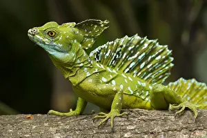 Plumifrons: Green Basilisk (Basiliscus plumifrons) lizard w
