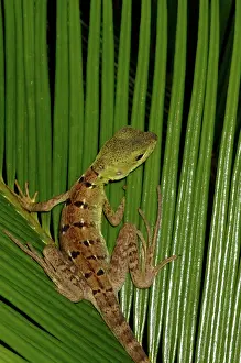 Zoological: Green Basilisk juvenile