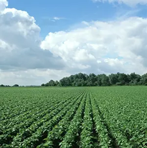 Kidney: Green Bean (Phaseolus vulgaris) crop