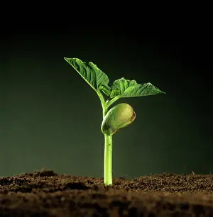 Germinating: Green bean seedling