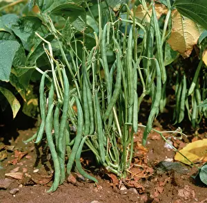 Beans: Green Beans