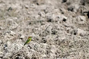 Mondulkiri: Green Bee Eater
